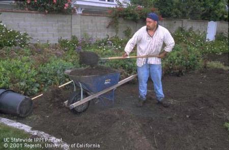 Worker handling organic compost mulch.